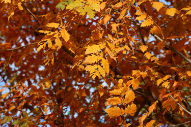 10 GOLDEN RAIN TREE Goldenrain Koelreuteria Paniculata Yellow Flower Seeds
